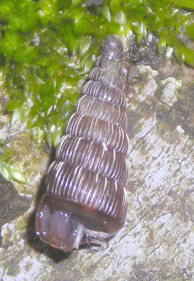 Clausiliidae- Alinda biplicata